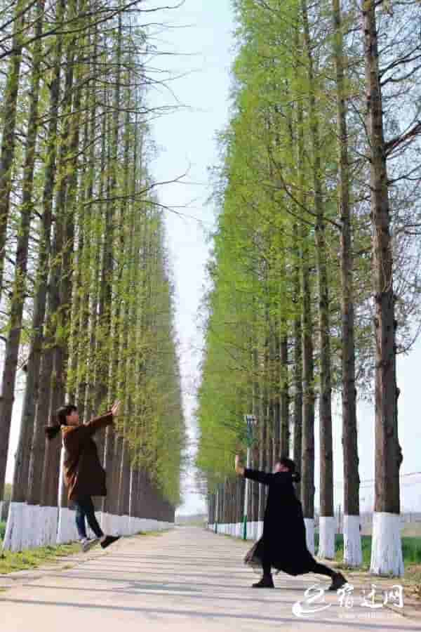 春风夏雨，秋霜冬雪！沭阳一位村民拍下村庄最美四季