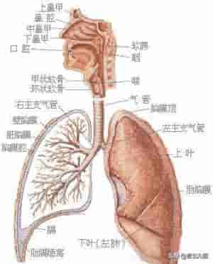 异常呼吸(呼吸异常，注意心肺疾病)