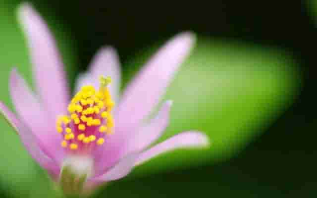 极美的花朵壁纸100幅，流光溢彩，明媚动人