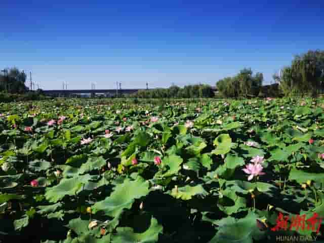 石鼓区：蝶恋莲开时 又闻荷花香