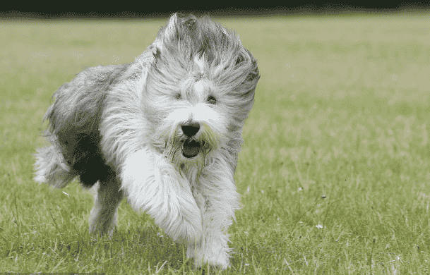 世界名犬——英国古代牧羊犬（Old English Sheepdog）