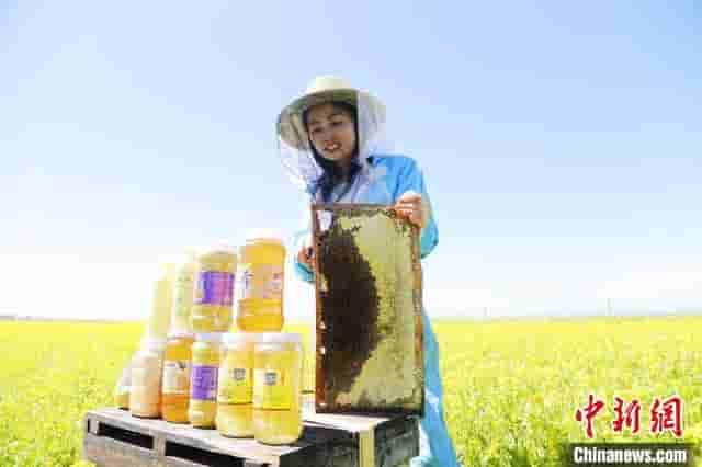 青海湖畔“花海直播间”：“甜蜜”带货助农增收