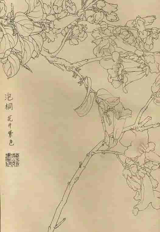 50幅花卉白描画图谱，难得一见的好资料