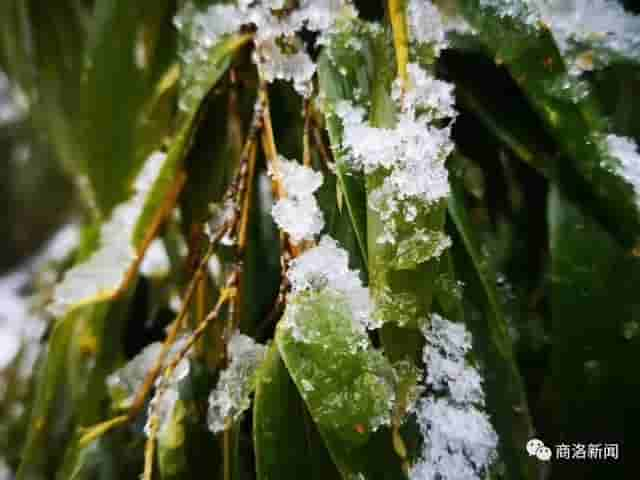 一场雪后，商洛最美山村雪景图来了，银装素裹，宛若仙境……