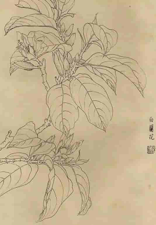 50幅花卉白描画图谱，难得一见的好资料