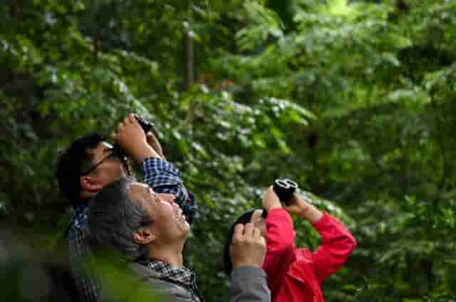 峨眉山上找“大熊猫”？没错！它被称为“植物界的大熊猫”