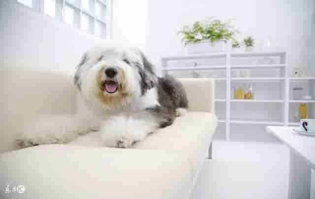 世界名犬——英国古代牧羊犬（Old English Sheepdog）