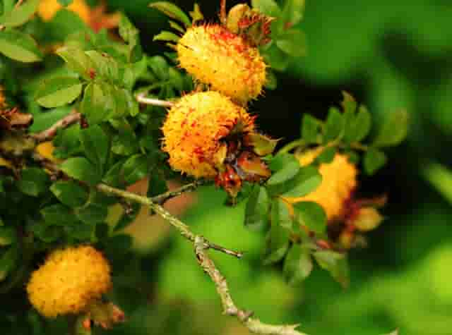 刺梨：浑身是刺，大不过1CM，过去烂山里无人问，今大量推广种植