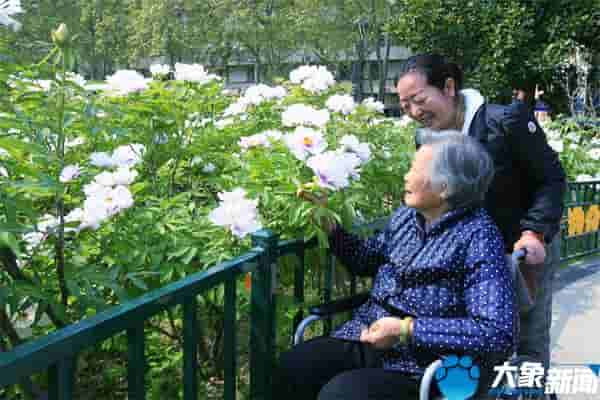 花开成海 满庭飘香！洛阳城变身“牡丹花城”