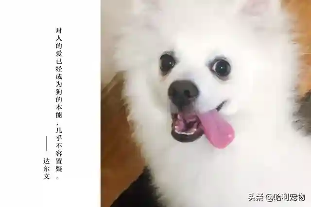 银狐犬讨人喜欢，为啥养的人不多