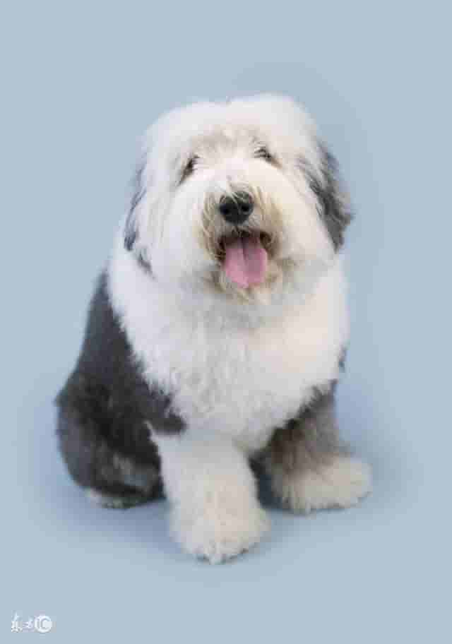 世界名犬——英国古代牧羊犬（Old English Sheepdog）