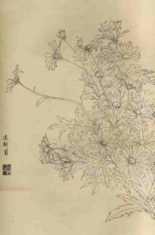 50幅花卉白描画图谱，难得一见的好资料