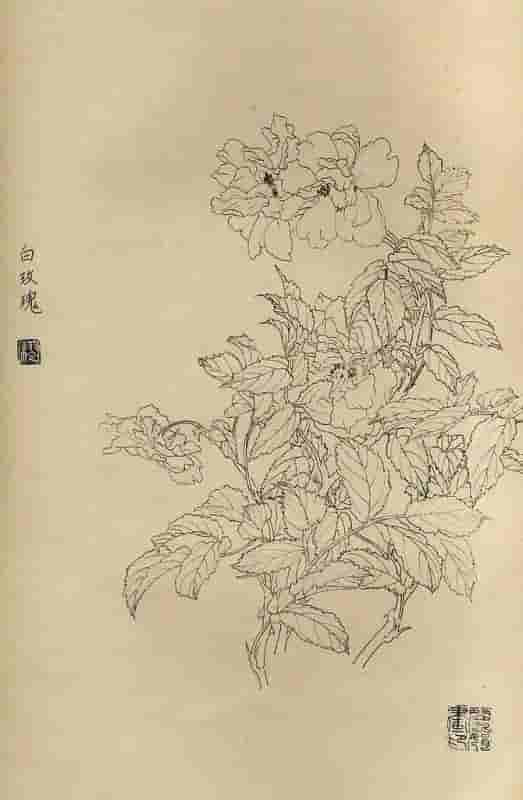 50幅花卉白描画图谱，难得一见的好资料