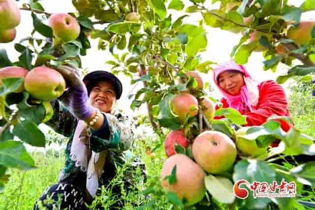 甘肃民乐：祁连山下20万斤矮化密植苹果喜获丰收