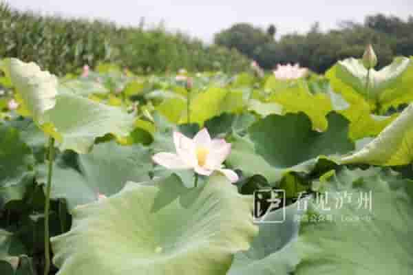 今日夏至丨荷花盛装登场，泸州赏荷地图请收好