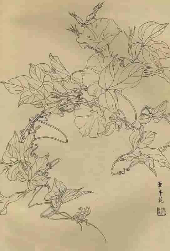 50幅花卉白描画图谱，难得一见的好资料