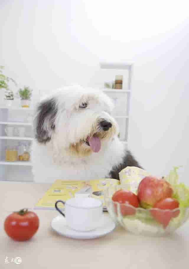 世界名犬——英国古代牧羊犬（Old English Sheepdog）