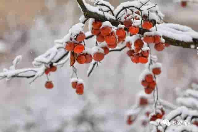 一场雪后，商洛最美山村雪景图来了，银装素裹，宛若仙境……