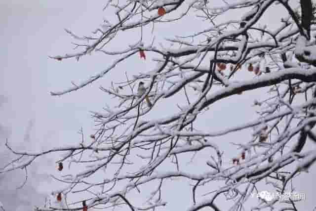 一场雪后，商洛最美山村雪景图来了，银装素裹，宛若仙境……