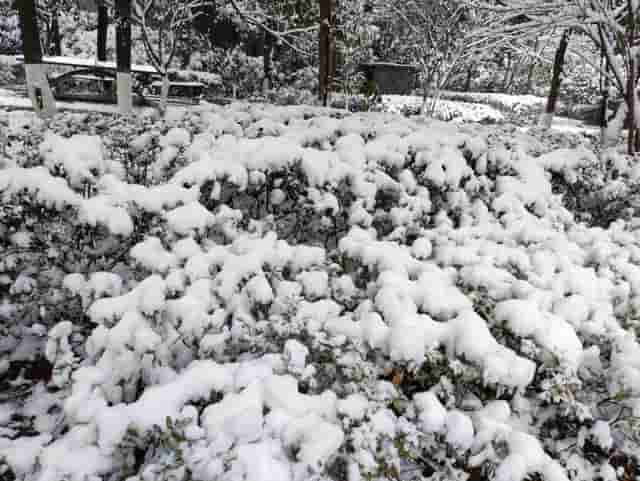 瑞雪兆丰年，虎年吉祥安康