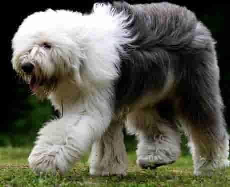 世界名犬——英国古代牧羊犬（Old English Sheepdog）