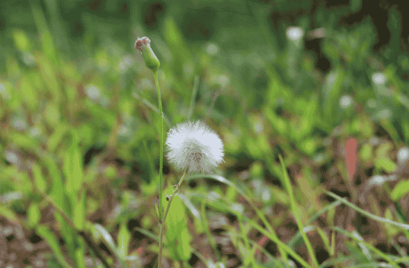 「朝花夕食」飞翔的蒲公英