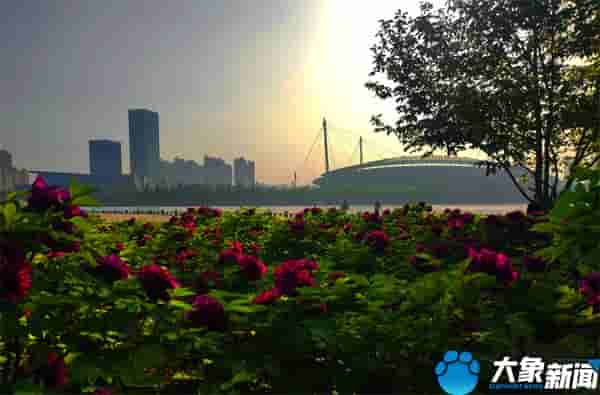 花开成海 满庭飘香！洛阳城变身“牡丹花城”