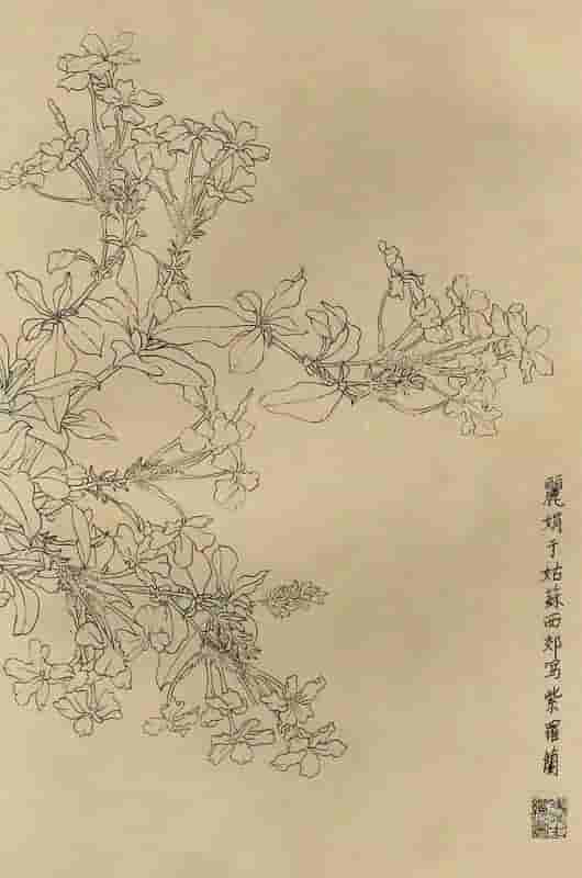 50幅花卉白描画图谱，难得一见的好资料