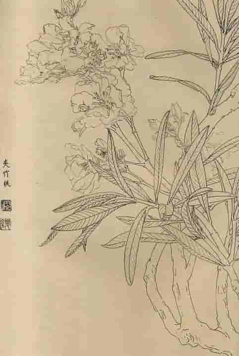 50幅花卉白描画图谱，难得一见的好资料