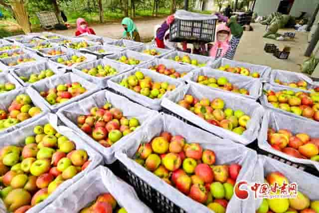 甘肃民乐：祁连山下20万斤矮化密植苹果喜获丰收