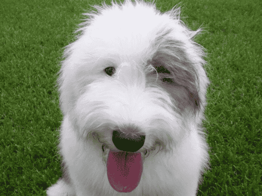 世界名犬——英国古代牧羊犬（Old English Sheepdog）