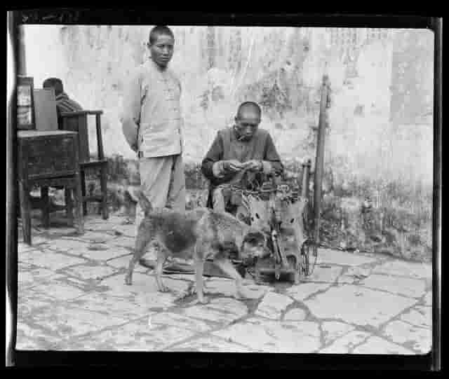 来自100年前的珍贵影像，告诉你纯正的中华田园犬长什么样