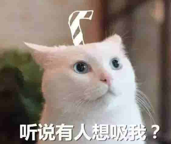 什么是吸猫？铲屎官仅仅只是吸了个寂寞吗？进来边吸边聊吧