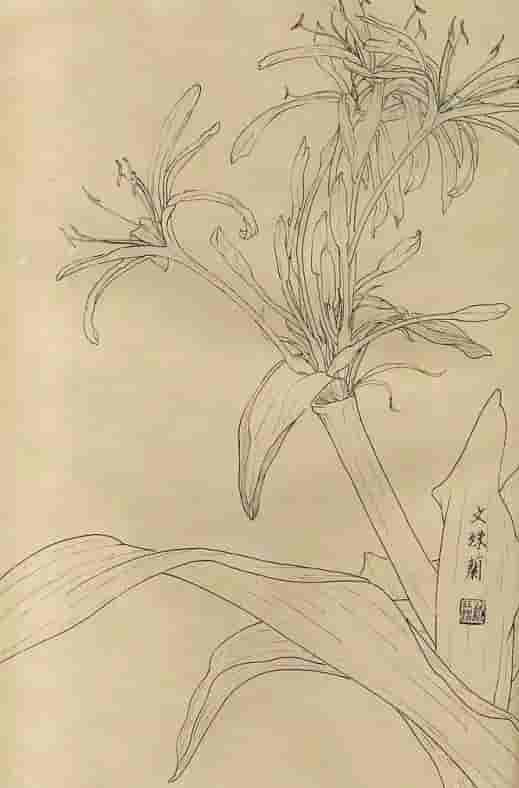 50幅花卉白描画图谱，难得一见的好资料