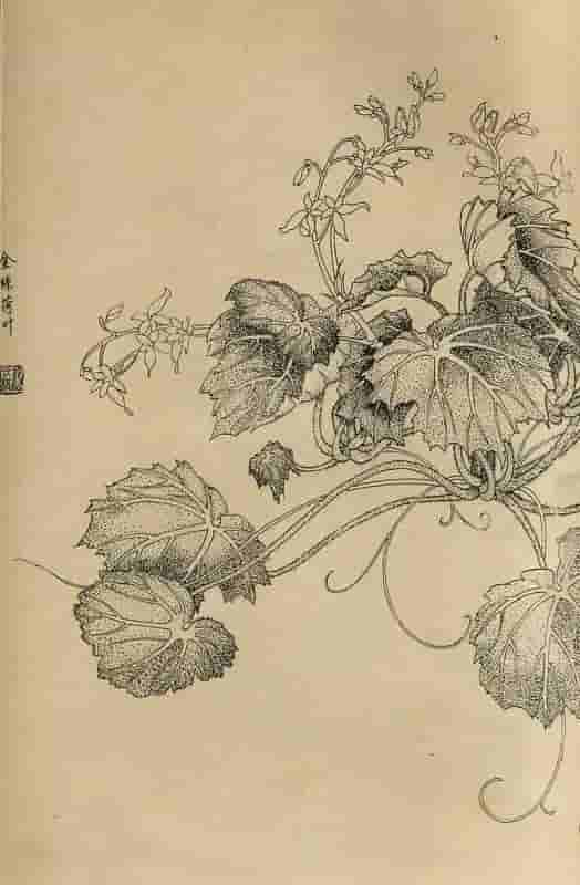 50幅花卉白描画图谱，难得一见的好资料