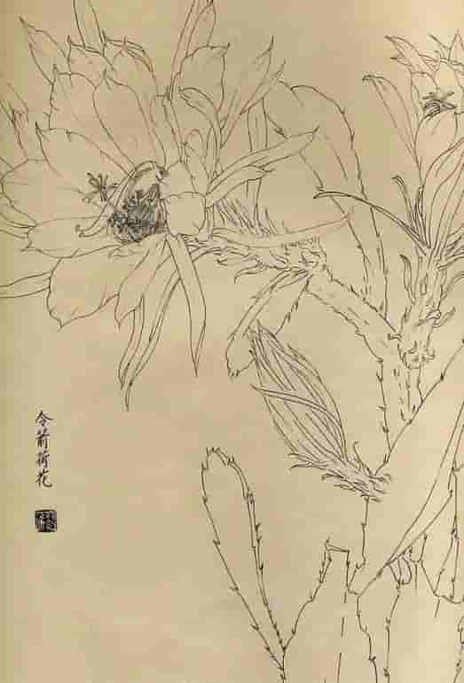 50幅花卉白描画图谱，难得一见的好资料