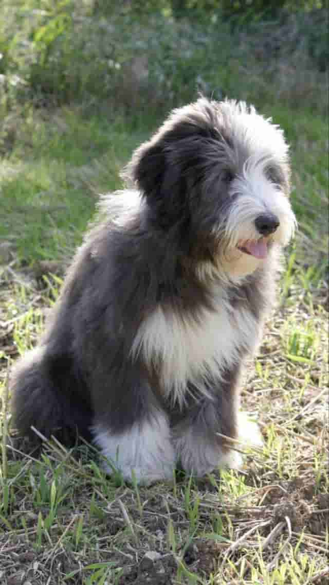 世界名犬——英国古代牧羊犬（Old English Sheepdog）