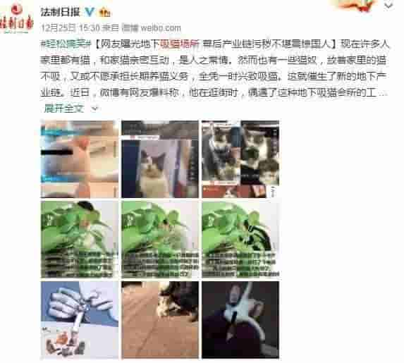 什么是吸猫？铲屎官仅仅只是吸了个寂寞吗？进来边吸边聊吧