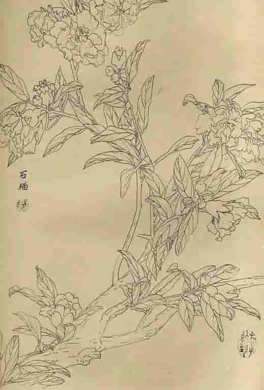 50幅花卉白描画图谱，难得一见的好资料