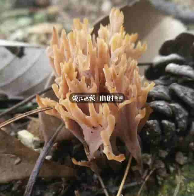 浙南山区下雨了！吃货们奔走相告：山野顶级食材牛肝菌即刻上新