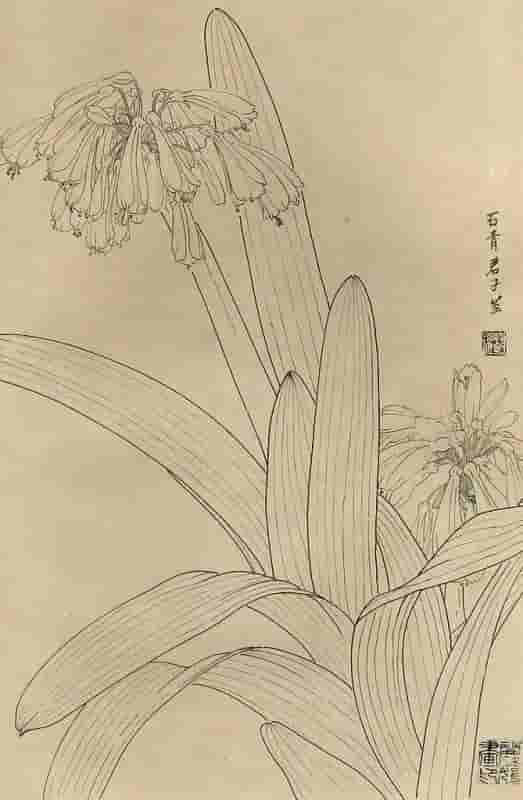 50幅花卉白描画图谱，难得一见的好资料