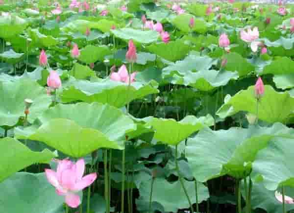 今日夏至丨荷花盛装登场，泸州赏荷地图请收好