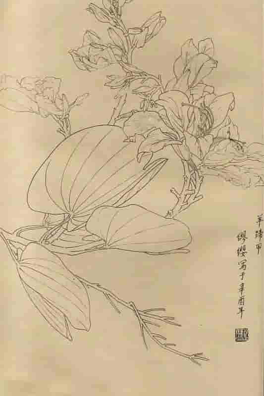 50幅花卉白描画图谱，难得一见的好资料