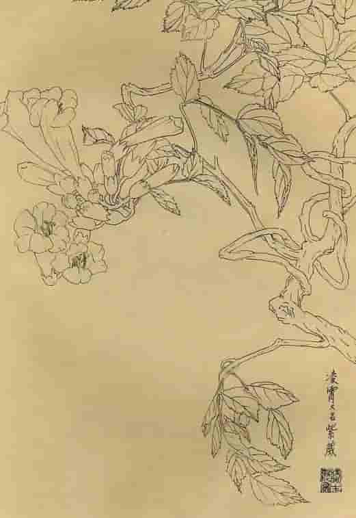 50幅花卉白描画图谱，难得一见的好资料