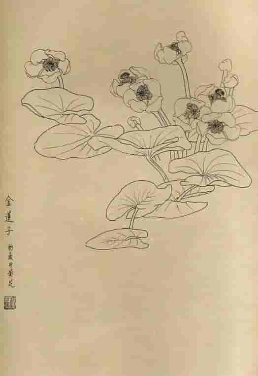 50幅花卉白描画图谱，难得一见的好资料