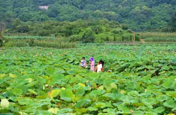 今日夏至丨荷花盛装登场，泸州赏荷地图请收好