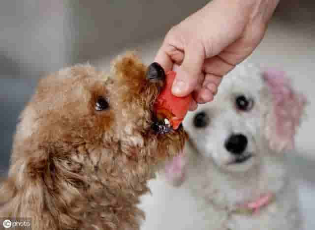 盘点贵宾犬不能吃的8种水果，做为狗主人的你，喂过几种？