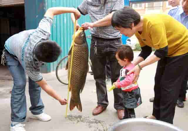 松花江的隐忧：30万吨鳜鱼“转战”南方，松花江鳜有名无实？