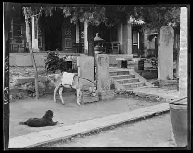 来自100年前的珍贵影像，告诉你纯正的中华田园犬长什么样