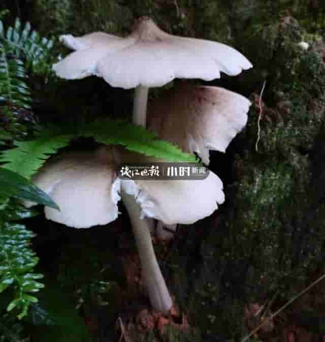 浙南山区下雨了！吃货们奔走相告：山野顶级食材牛肝菌即刻上新